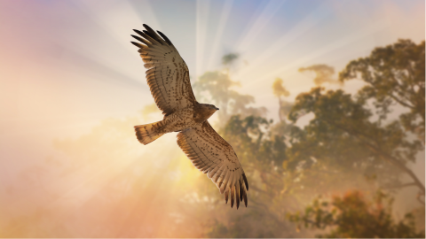 Shamanic Training with Guided Journeys
