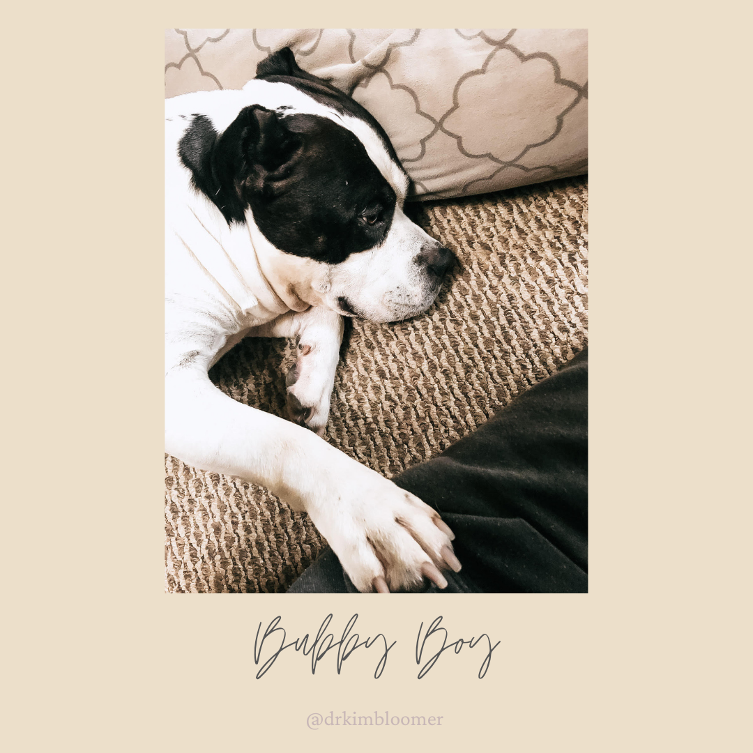 Our handsome American Bully boy, King
