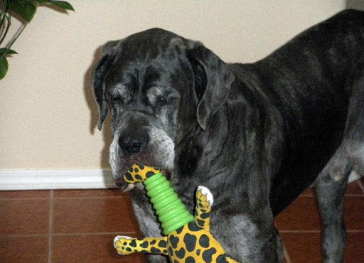 Shadrach with one of his toys